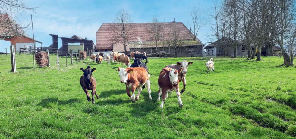 Der stärkste Betriebszweig des Gallihofs im Berner Seeland ist die Mutterkuhhaltung mit 15 genetisch hornlosen Simmentaler Kühen und die Direkt vermarkt...