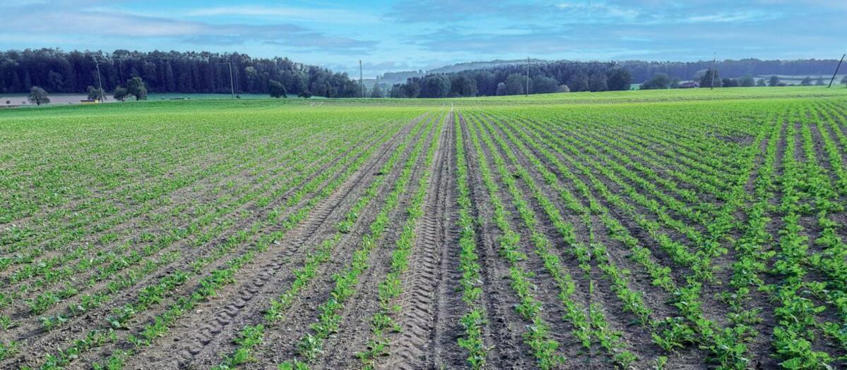 Malgré leurs grands cotylédons, les plantules de colza ne couvrent le sol que tardivement, la pression des adventices étant forte lors des 4 à 6 premièr...