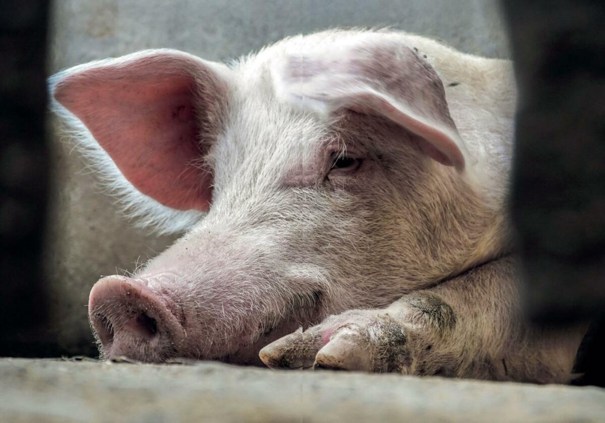 Pas d’onglons, pas de truie