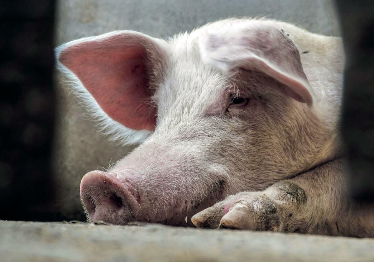 Ohne Klauen kein Schwein