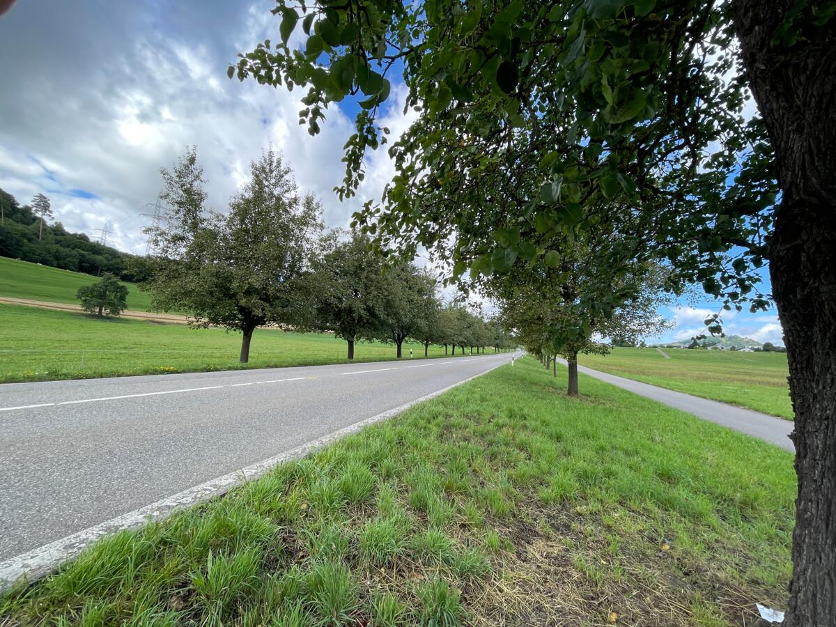 Die Bepflanzung entlang der Hauptstrasse bei Mägenwil entstand in Zusammenarbeit mit dem Kanton Aargau. Für Obstbäume über sieben Meter gilt hier ein Ab...
