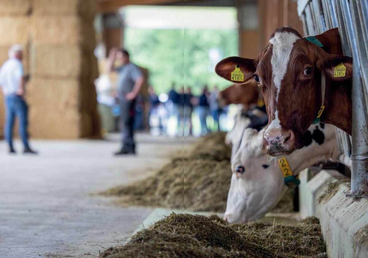 Efficience protéique: quel est la juste dose de protéines pour la vache laitière ?