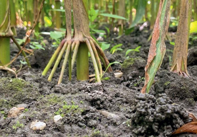 Les vers de terre décomposent les résidus de récolte et les engrais verts, contribuant à la formation d’humus. Dans des sols actifs, ils se nourrissent...