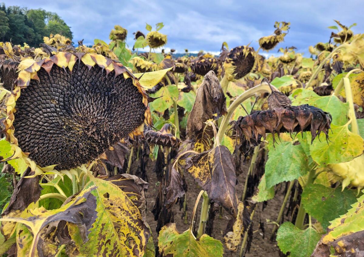 Le tournesol, mode d’emploi