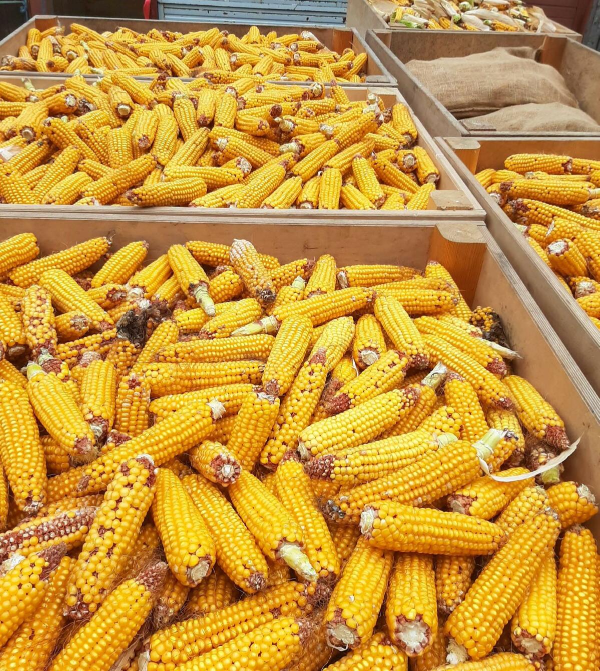 Für die Saatmaisproduktion werden die Kolben aufwendig als Ganzes geerntet und nachträglich gedroschen.