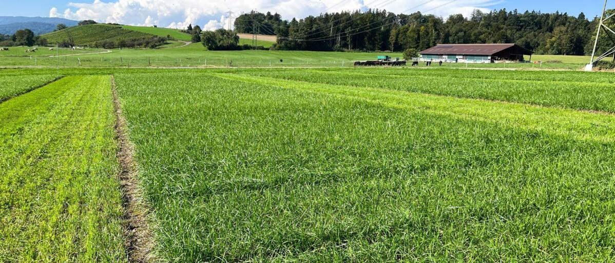 Ce qui débute sur les parcelles d’Agroscope se poursuit dans les essais pratiques encadrés par l’ADCF.