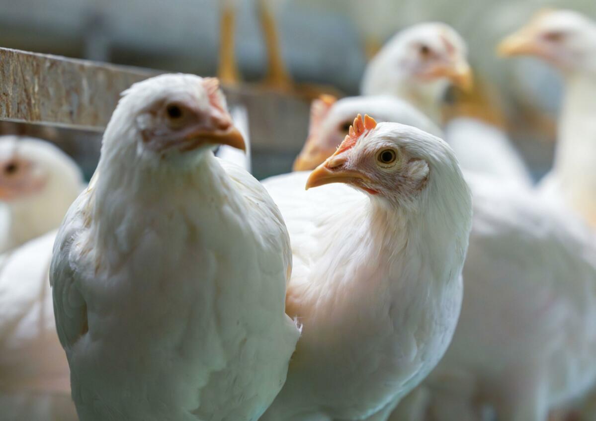 Une planification et des processus clairement définis font de l’élevage de poules pondeuses une nouvelle branche de production adaptée à de nombreuses e...
