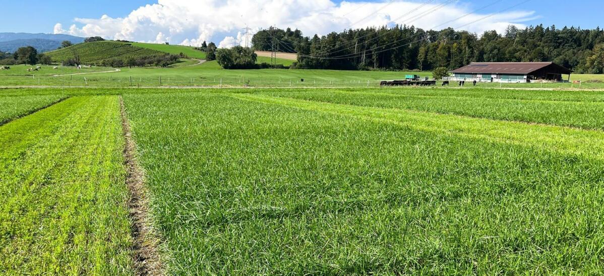 Was in den Agroscope-Parzellen beginnt, wird in den von der AGFF begleiteten Praxisversuchen weitergeführt.
