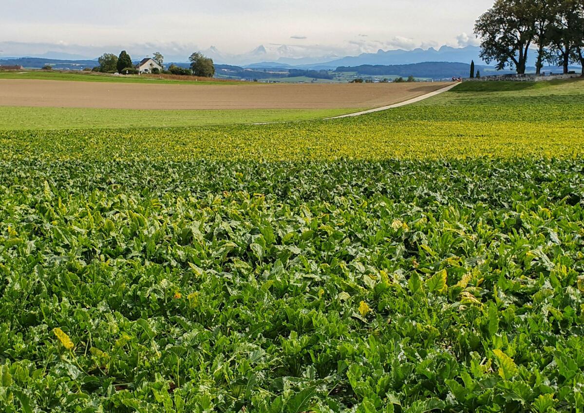 Syndrome des basses richesses (SBR) en Suisse provoqué par la protéobactérie Arsenophonusphytopathogenicus. 
