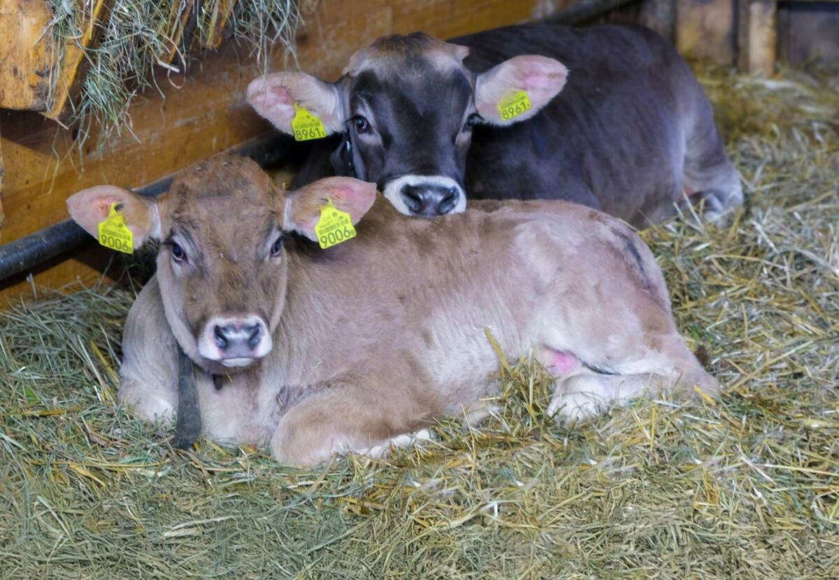 Engraisser les veaux dans l’exploitation de naissance permet à ceux-ci de rester dans leur environnement familier. 