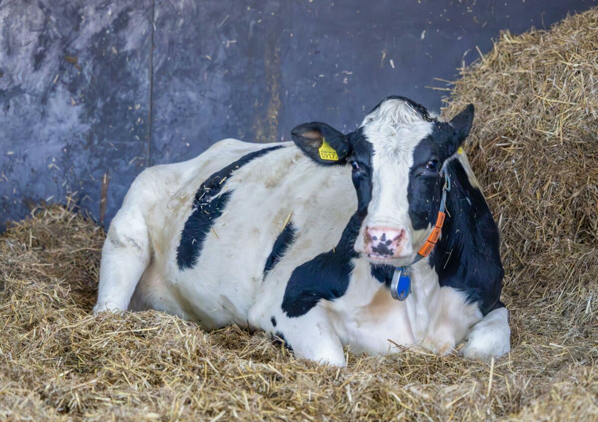 Egal welche Rasse, damit Rinder früh abkalben können, ist die intensive Aufzucht der Schlüssel.