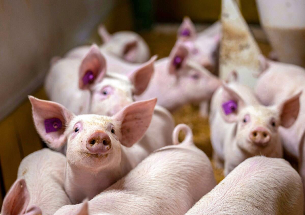 Ödemkrankheit zurück im Schweinestall