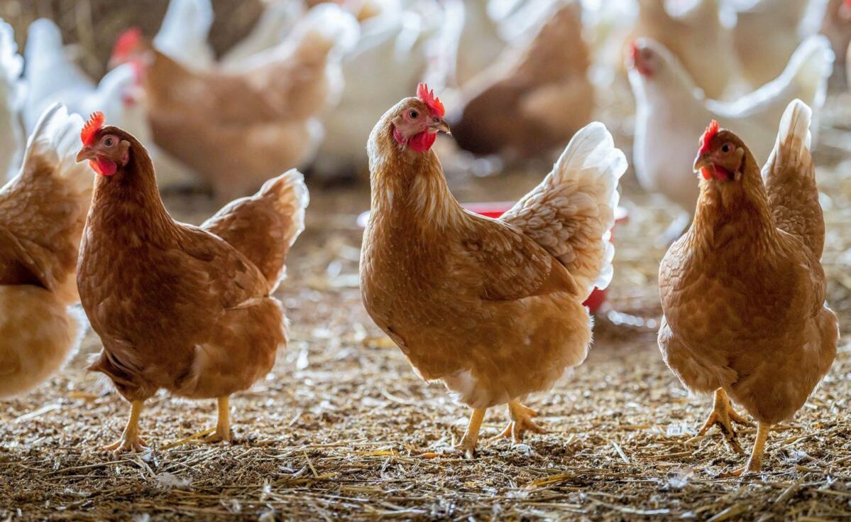 Das Lohmann Dual überzeugt durch ruhige Tiere, solide Legeleistungen und tiefen Futterverbrauch. 