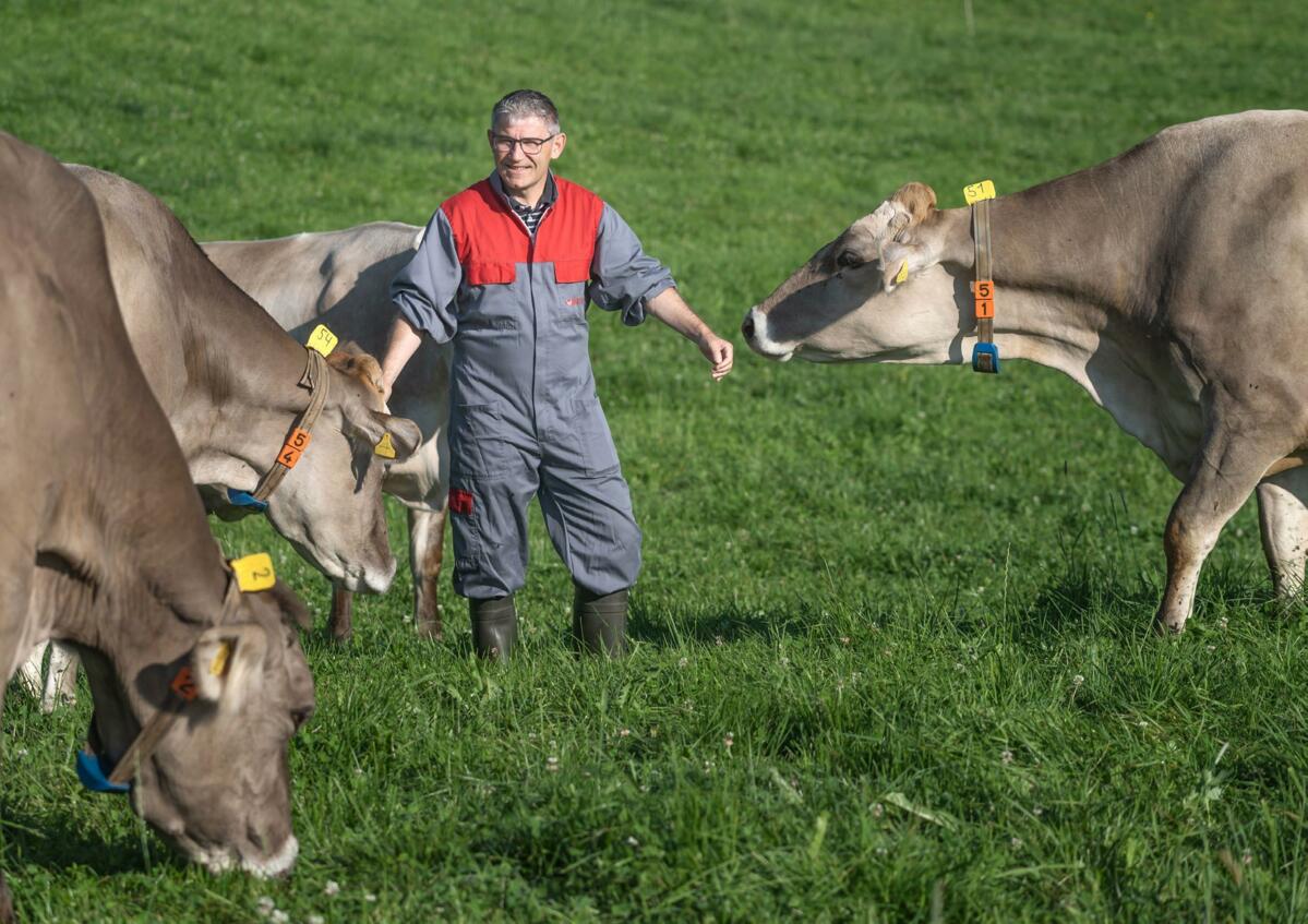 Signaux émis par les vaches : la parole aux animaux