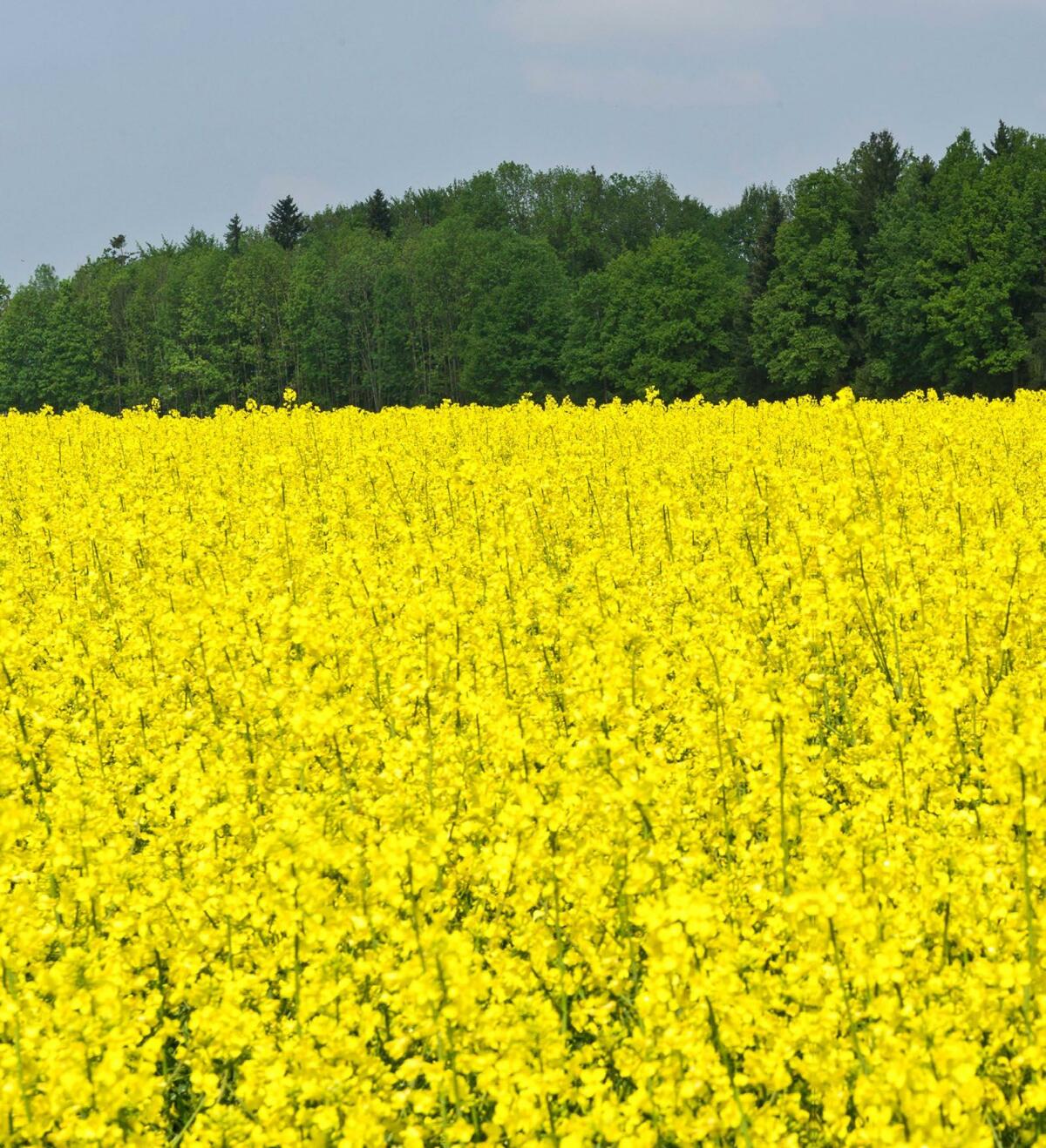 Bei den Ölsaaten wurden trotz geringerer Fläche die Ernten vom Vorjahr übertroffen. 