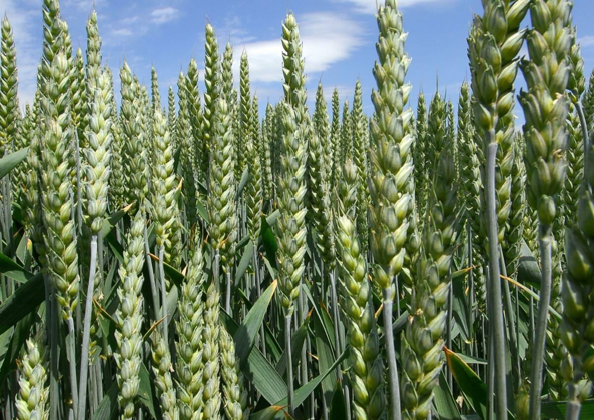 Le blé fourrager et le blé panifiable bio restent stables en termes de demande. 