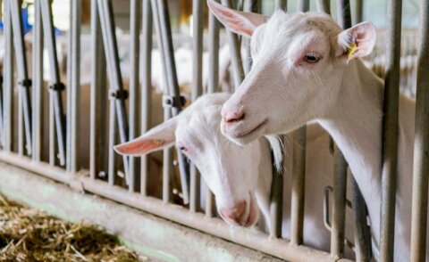 combined_7762747_0_7762748_0.jpg