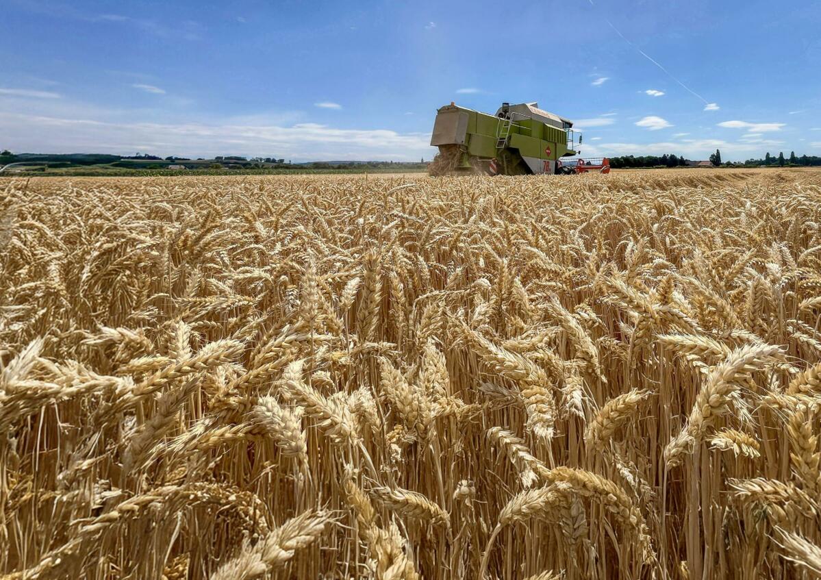 Les récoltes de céréales de 2026 ont aussi bénéficié d'une part de chance, car certaines parcelles ont échappé à la sécheresse.