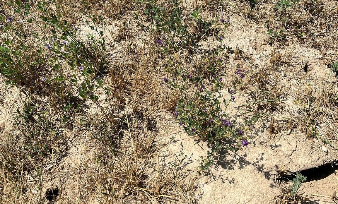 Prairie desséchée parsemée de petits îlots verts : une image typique de cet été, qui indique également quelles espèces conviennent au sursemis sur les s...