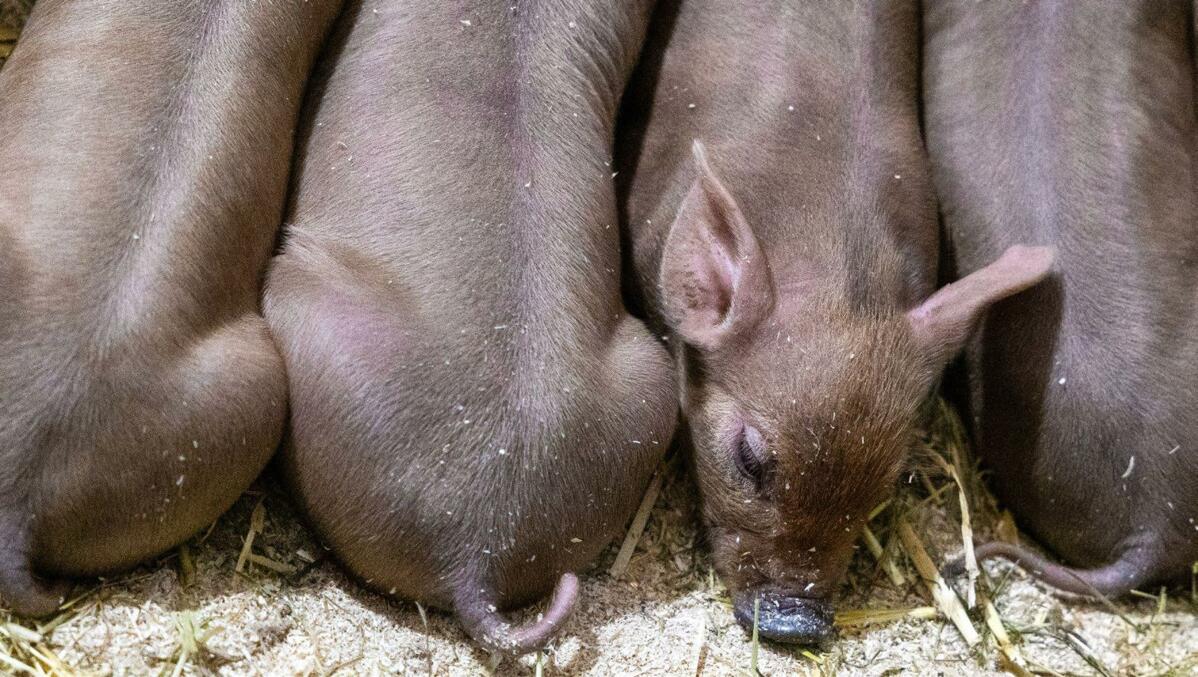 Dès la naissance, certains porcelets se distinguent par une malformation.