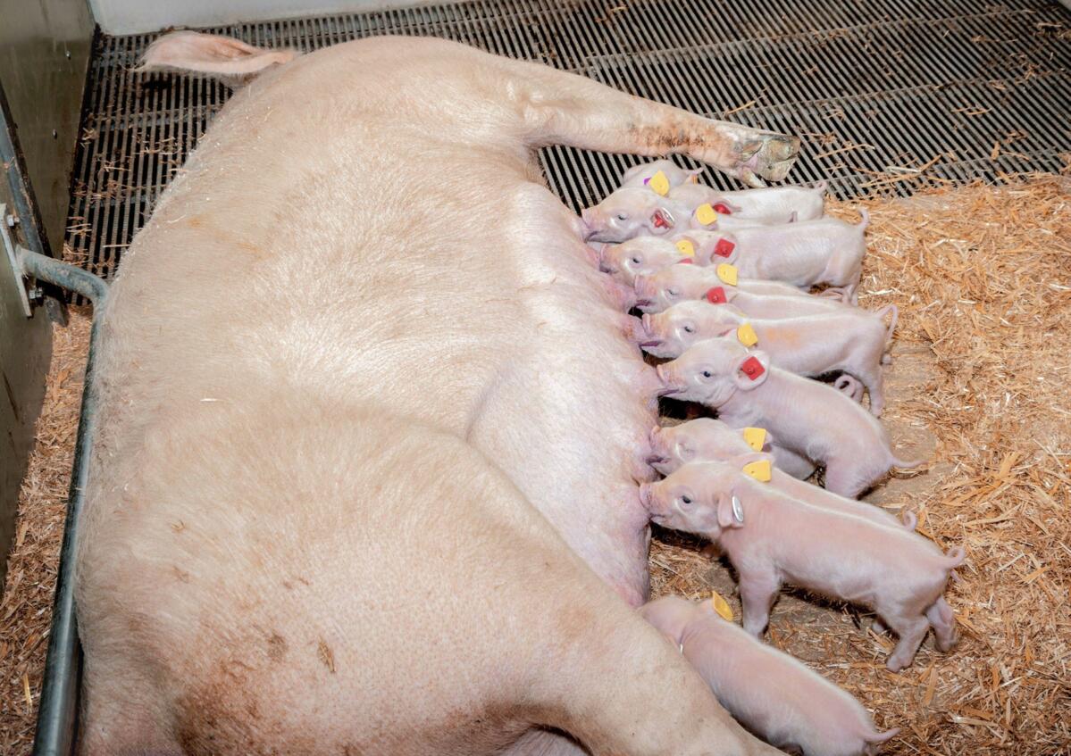Genügend mobilisiertes Kalzium sorgt für kräftige Wehen, gut für Sau und Ferkel. 