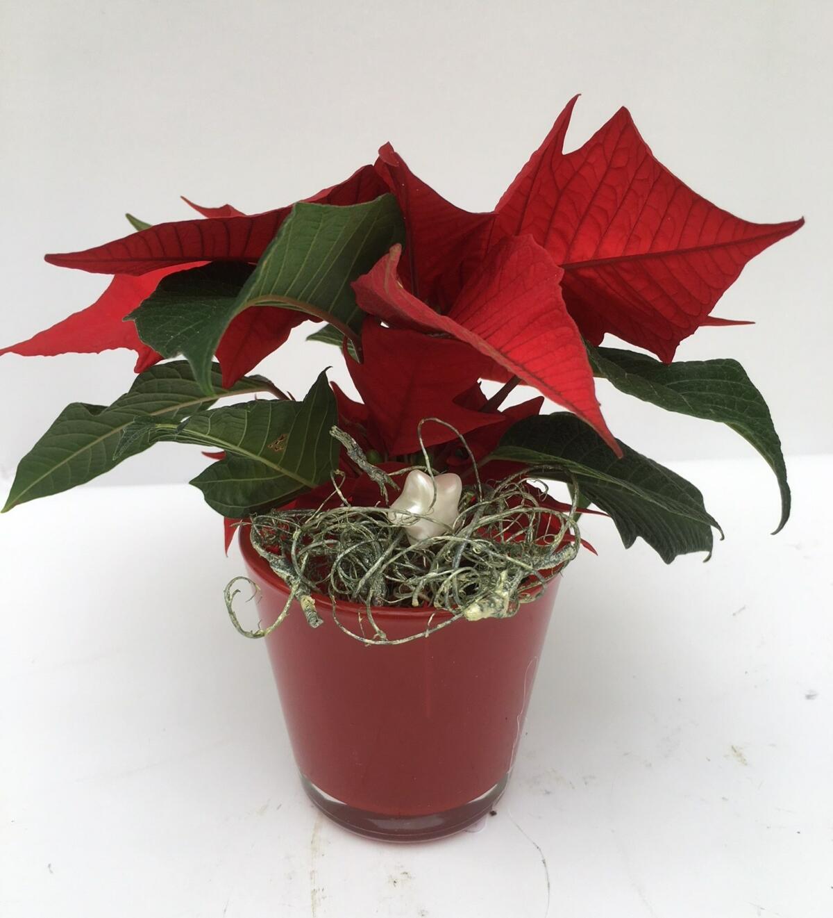 Des étoiles de Noël de différentes couleurs et formes sont décorées puis commercialisées.