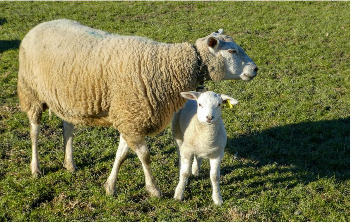 La race Swifter est une race à viande très fertile.
