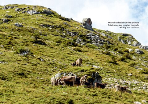 Mineralstoffe sind für eine optimale Entwicklung des gealpten Jungviehs wichtig.