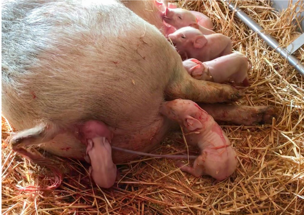 Gebären der schweine