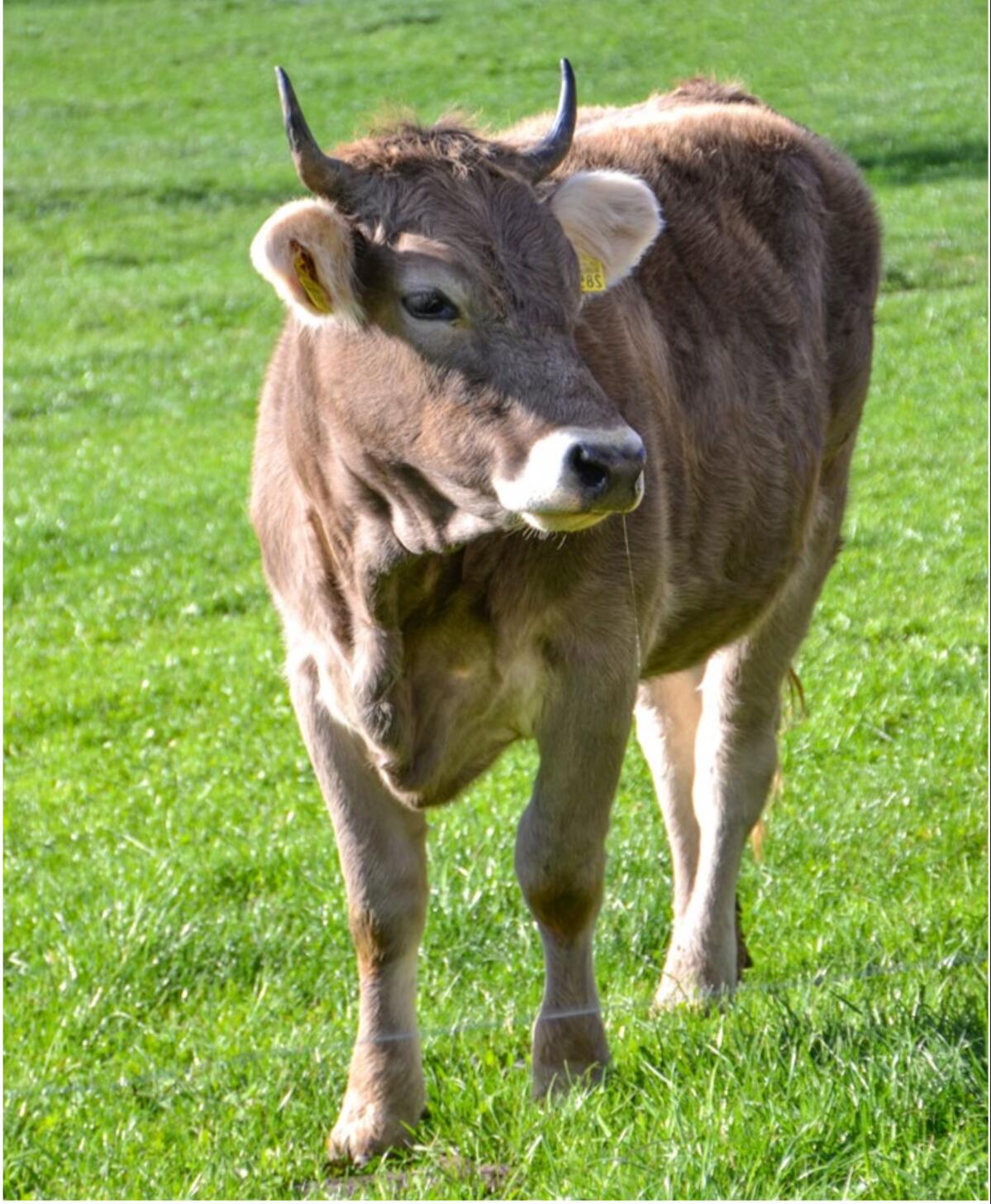 Rinder in der ersten Weideperiode reagieren sehr empfindlich auf einen Befall mit Magen-Darm-Würmern.