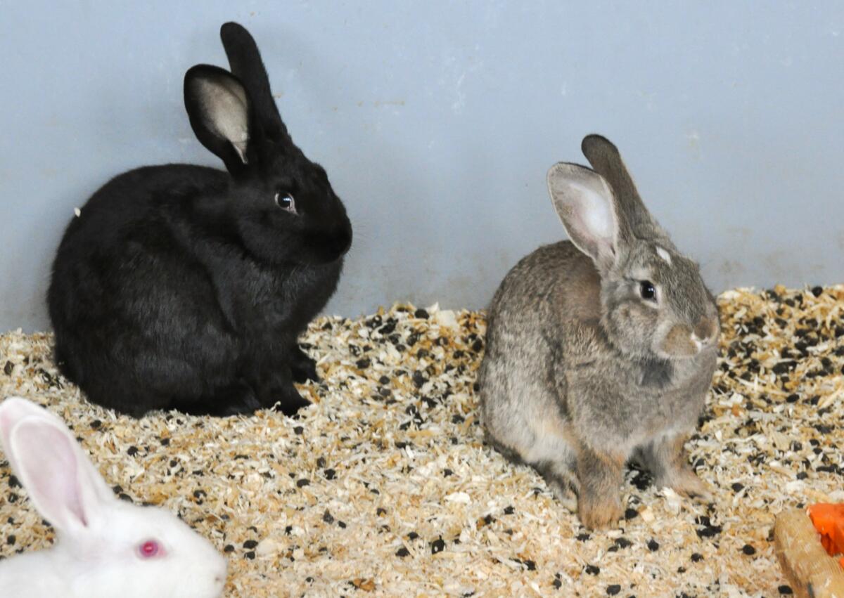 A la hauteur des lapins, il arrive que la qualité de l’air soit différente de celle ressentie par les personnes qui s’en occupent. La litière doit par a...