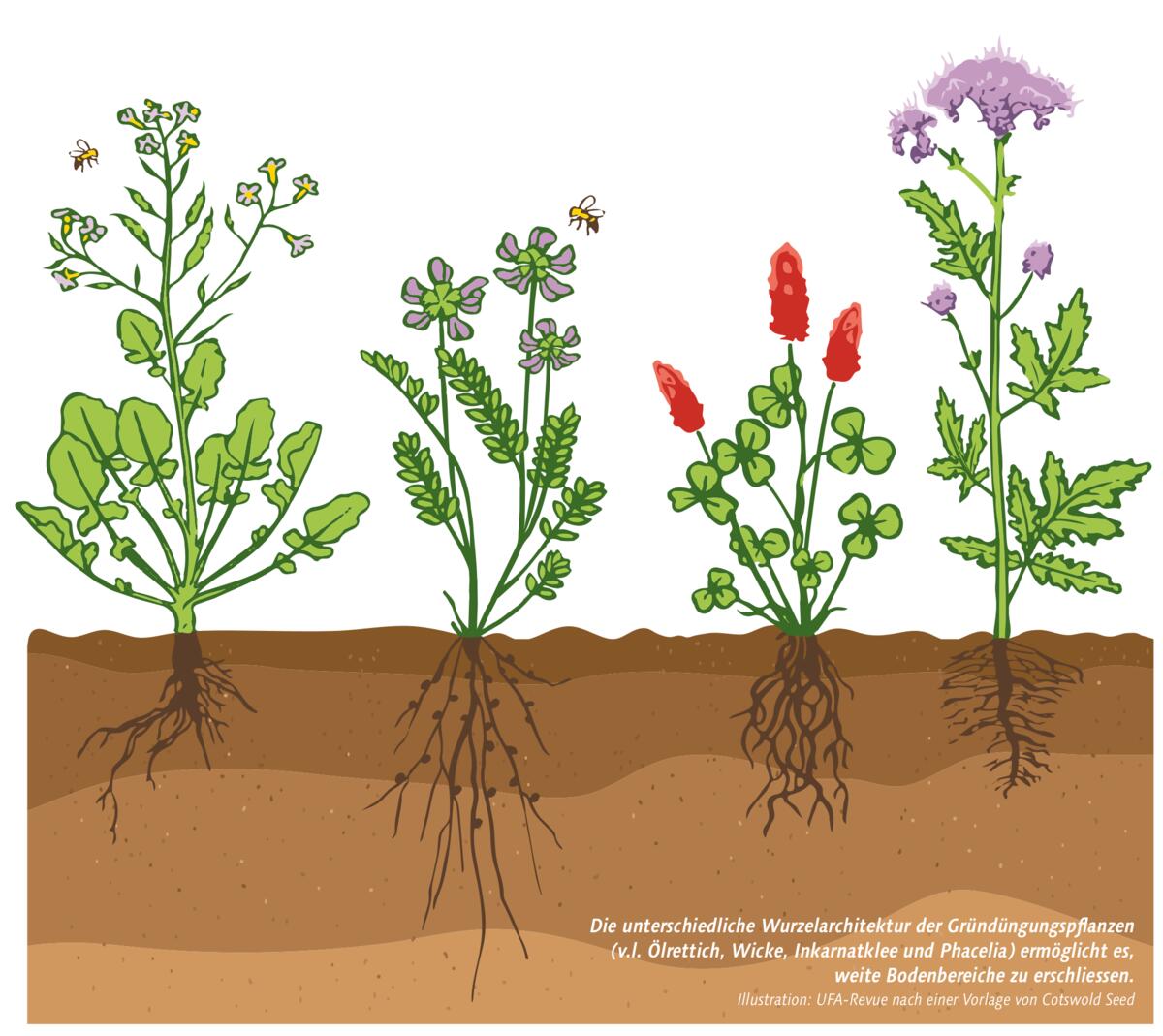 Jede Pflanzenart hat ihren Job