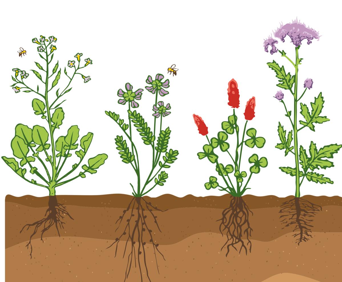Les différents types racinaires des engrais verts (depuis la g. radis fourrager, vesce, trèfle incarnat et phacélie) colonisent le sol à diverses profon...