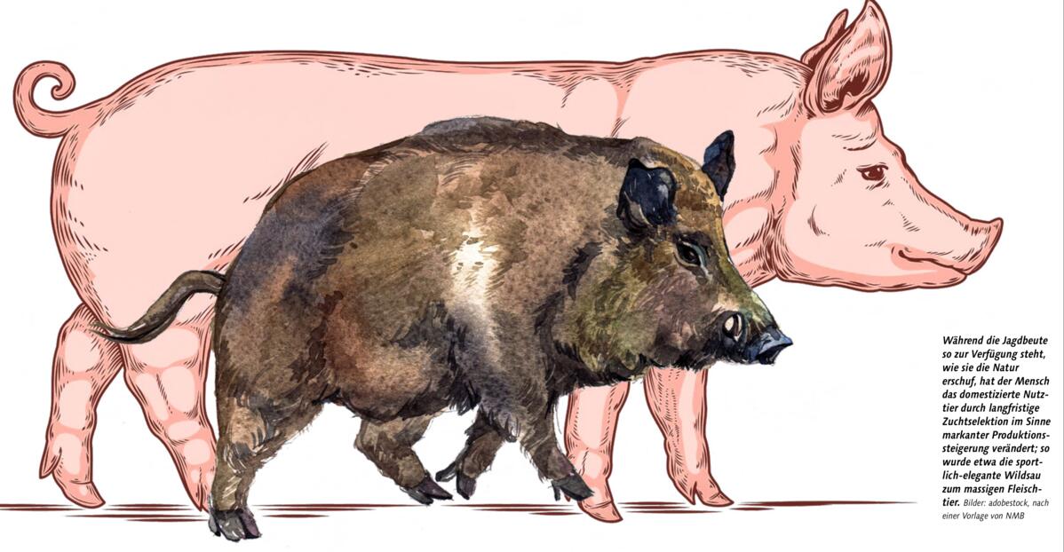 Während die Jagdbeute so zur Verfügung steht, wie sie die Natur erschuf, hat der Mensch das domestizierte Nutztier durch langfristige Zuchtselektion im...