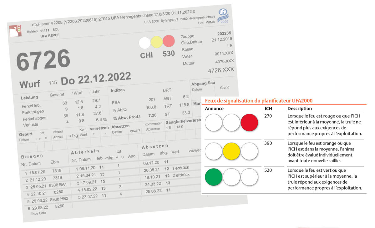 La carte truie est munie d’un feu de signalisation qui sert à identifier les truies peu performantes.