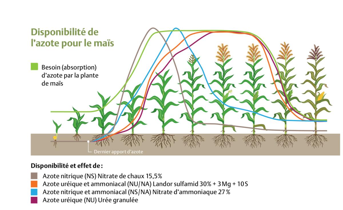 Disponibilité de l'azote pour le maïs au cours de sa croissance.