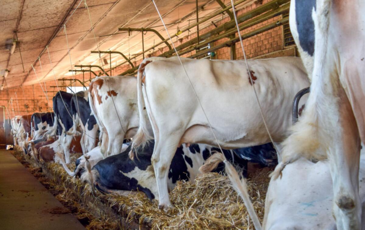 L’alimentation et la taxation sont les deux leviers de la rentabilité dans l’engraissement des vaches de réforme. 