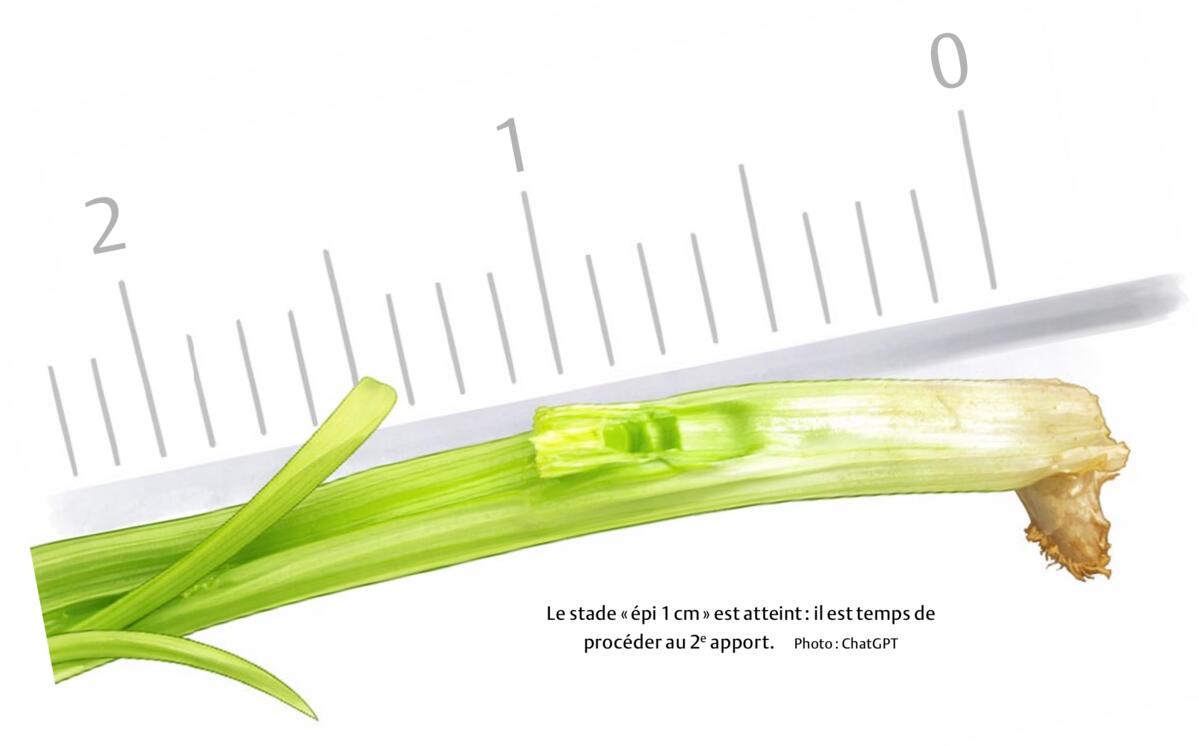 Le stade « épi 1 cm » est atteint : il est temps de procéder au 2 e apport. Pour déterminer le stade «épi 1 cm», il est recommandé de prélever 20 plante...