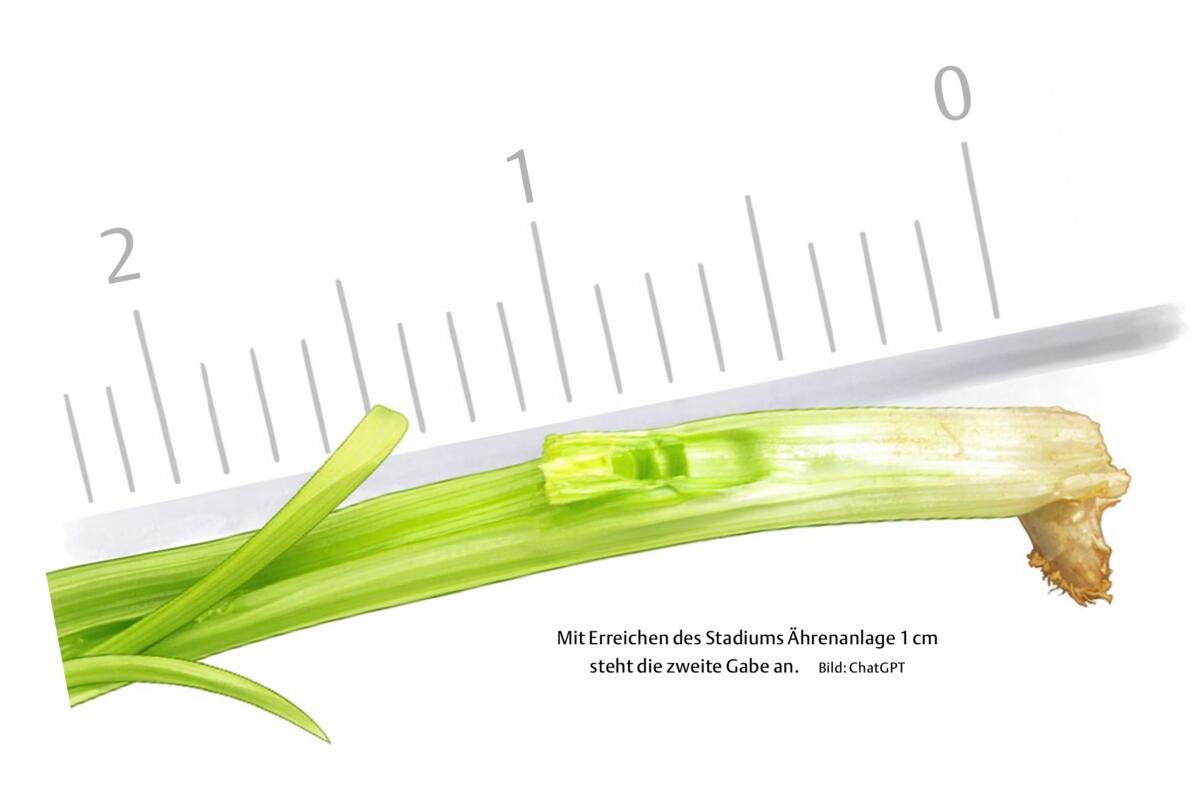 Mit Erreichen des Stadiums Ährenanlage 1 cm steht die zweite Gabe an. Um das Stadium „Ähre 1 cm“ zu bestimmen, werden 20 Pflanzen aus einem homogenen Be...
