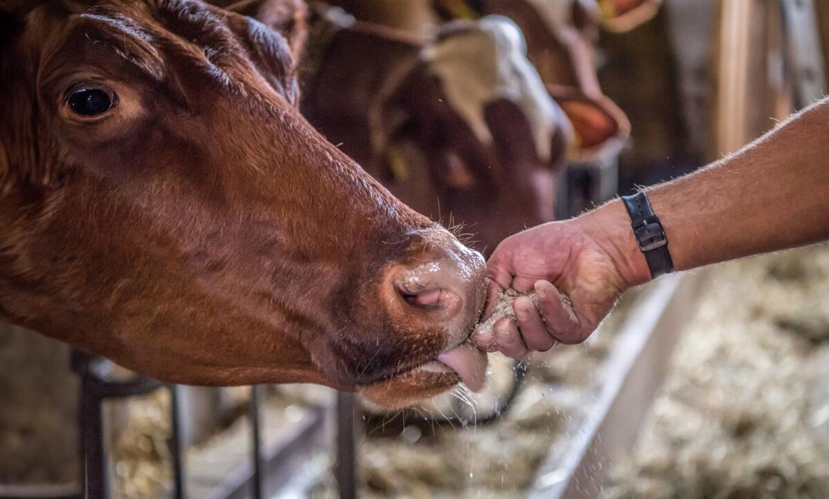 La qualité des matières premières des aliments minéraux ne doit pas être sous-estimée.