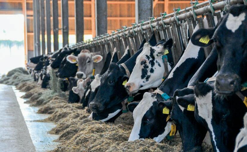 ß-Carotin für erfolgreiche Fruchtbarkeit