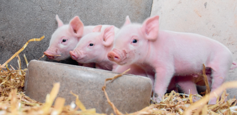 Ferkel: Das Beste zum Start