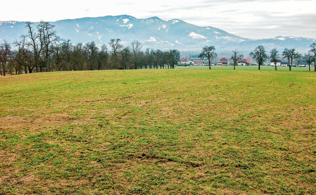 Futterbau: Starthilfe zum Vegetationsbeginn