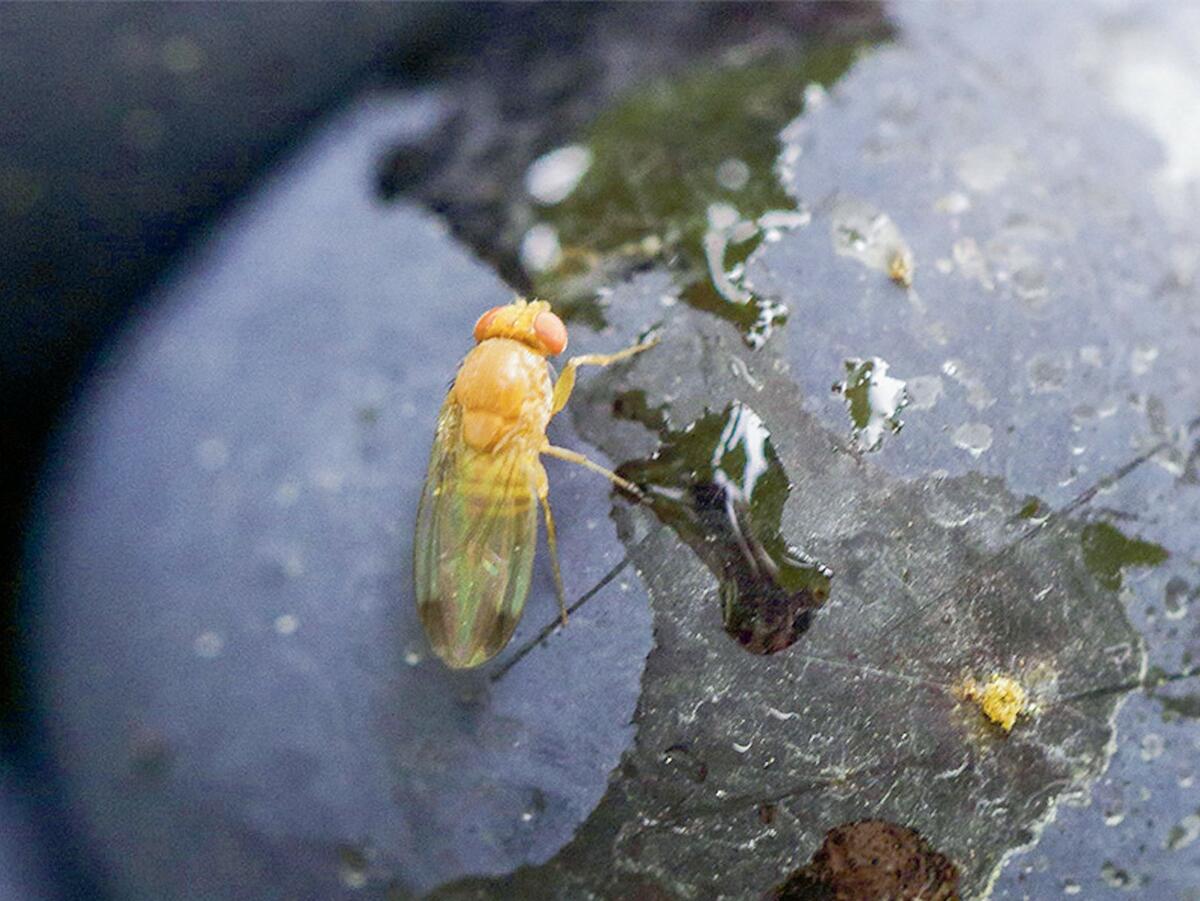Kirschessigfliege: Vorbeugende Massnahmen sind zentral