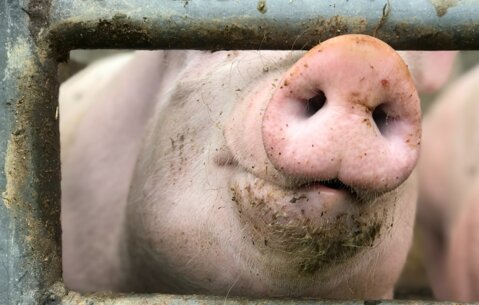 Agri Quiz : santé intestinale porcine