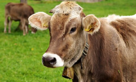 Agri Quiz : questions sur le stress thermique