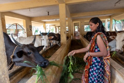 Kühe in Indien
